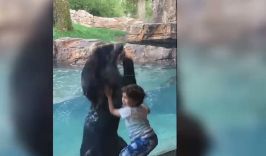 El tierno video de un oso que salta con un nene y se volvió viral | Redes