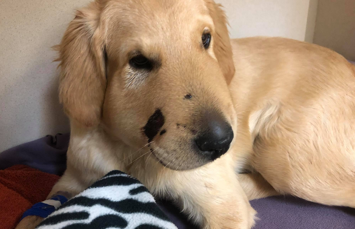 Su perro la salvó de ser picada por una serpiente: "Mi héroe" | Internacionales