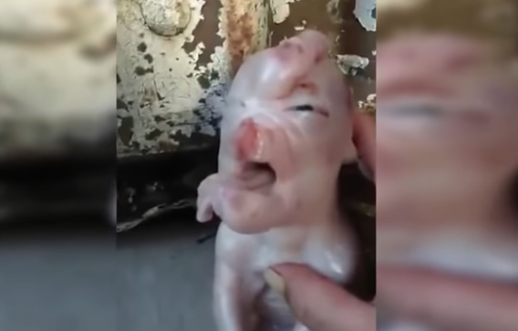 Impresionante video: nació en China un cerdo mutante con 'cara humana' | Redes