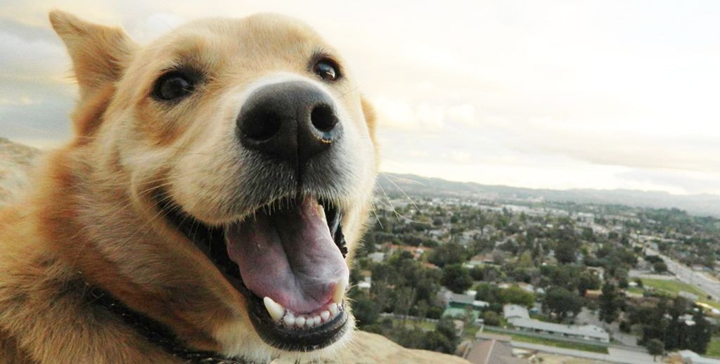 Video conmovedor: el perro que empuja la silla de ruedas de su dueño | Curiosidades