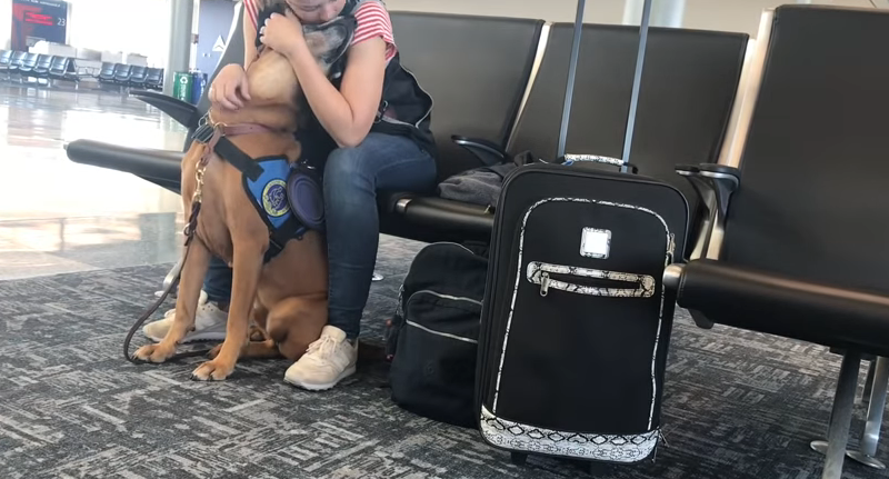 El mejor compañero: la reacción de un perro de terapia ante un ataque de pánico de su dueña | Redes