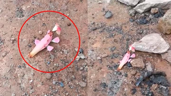 Video viral: la extraña criatura de Laos que parece un Pokémon | Curiosidades