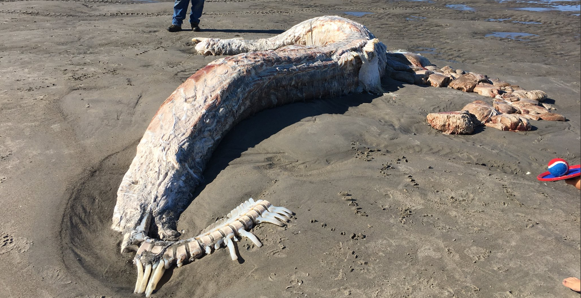 Fotos: temor por una extraña criatura que apareció en una playa de Estados Unidos | Redes