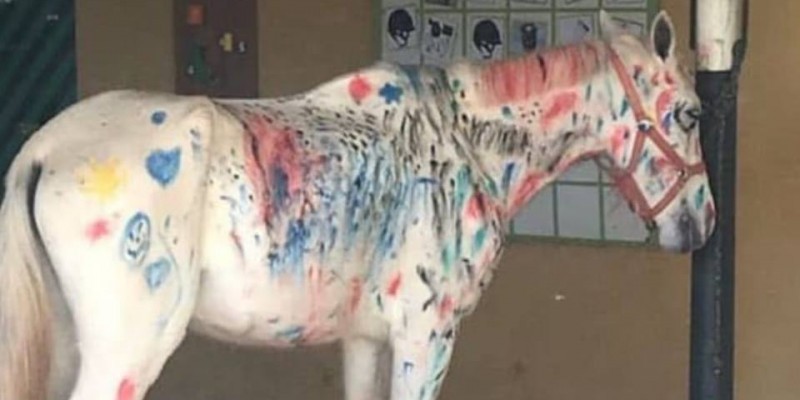 Indignación en las redes: nenes pintaron a un caballo blanco como parte de una "actividad" escolar | Redes