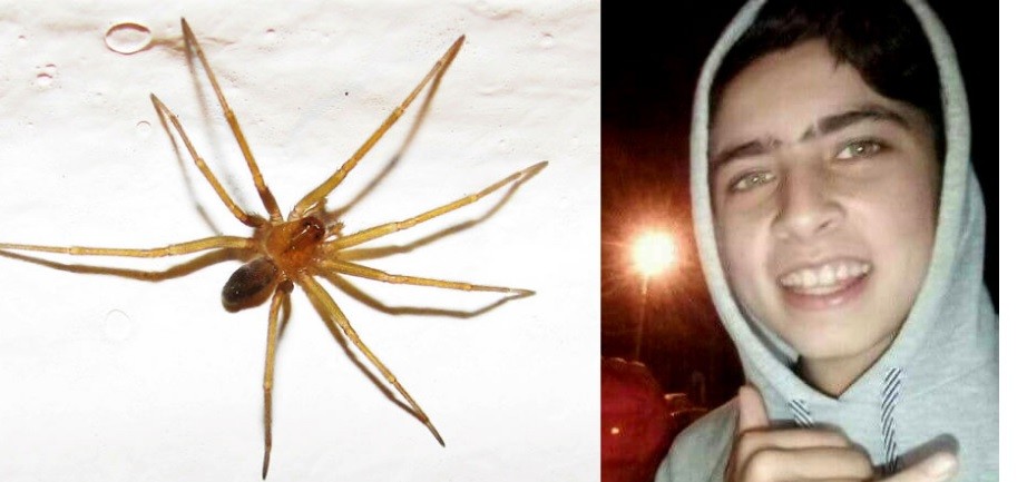 Misiones: aunque fue tres veces al médico, murió por una picadura de araña | Actualidad