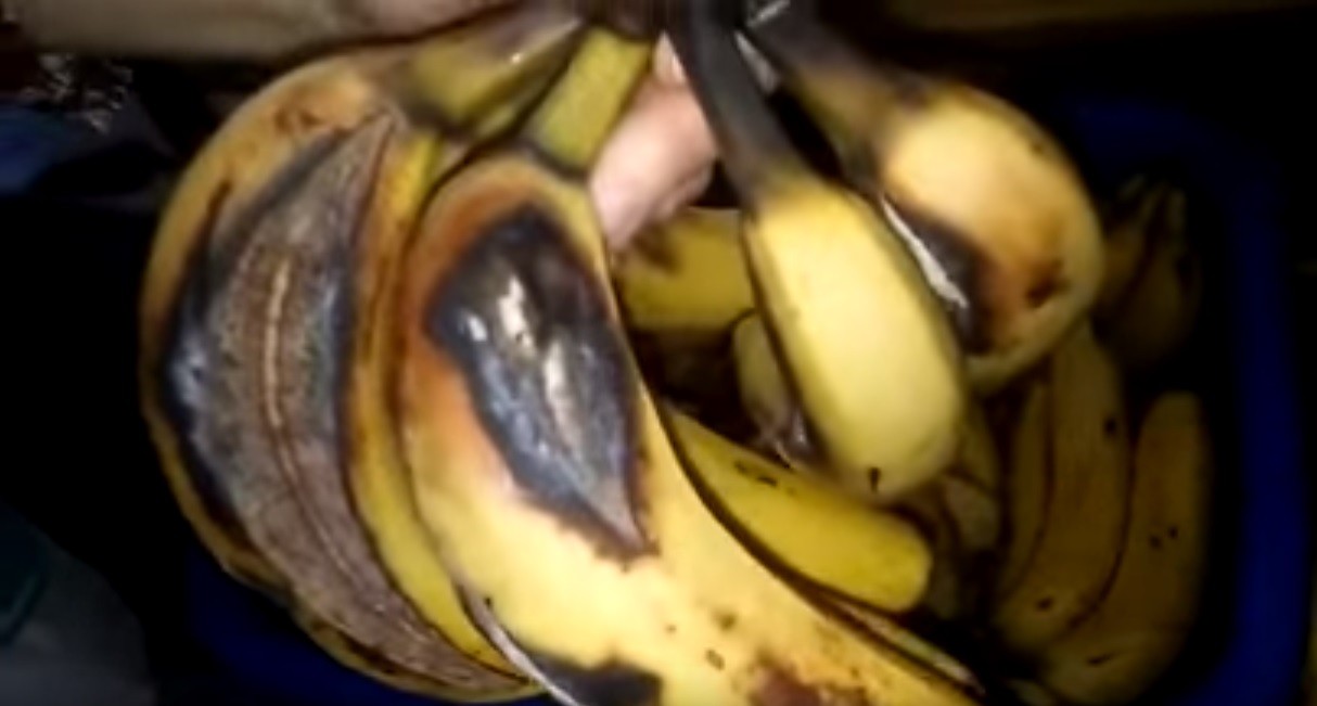 Entregan bananas podridas y 6 kilos de carne para 150 chicos en una escuela de Mar del Plata | Actualidad