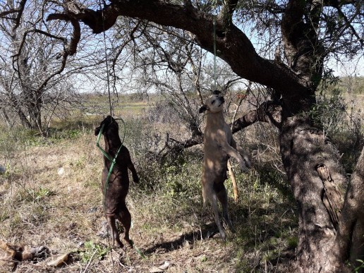 Brutal matanza de perros en Entre Ríos | Actualidad
