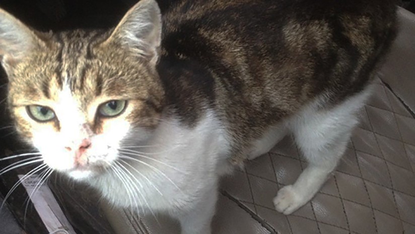 Un gato narco fue detenido por entrar drogas en una cárcel en Rusia | Redes