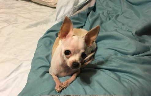 Video: la increíble reacción de un perro que comió marihuana por error | Curiosidades