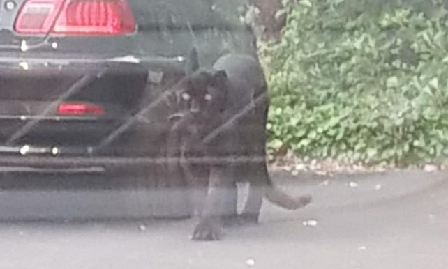 Video: una pantera en el estacionamiento | Redes