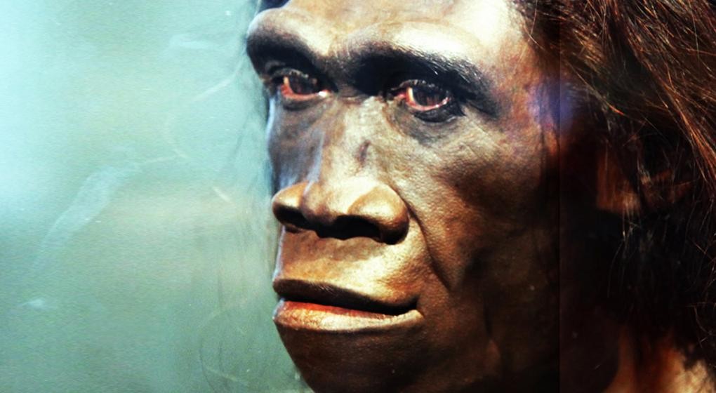 Aseguran que el Homo erectus se extinguió por "vago" | Internacionales