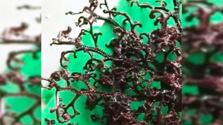 Video escalofriante: la extraña criatura marina hallada en Vietnam | Curiosidades