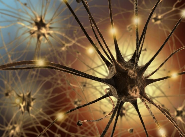 ¿Las neuronas están sólo en el cerebro? | Actualidad