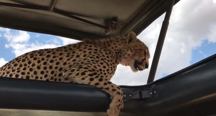 Un grupo de turistas pasó del susto a las selfies cuando una chita se metió en su auto | Redes