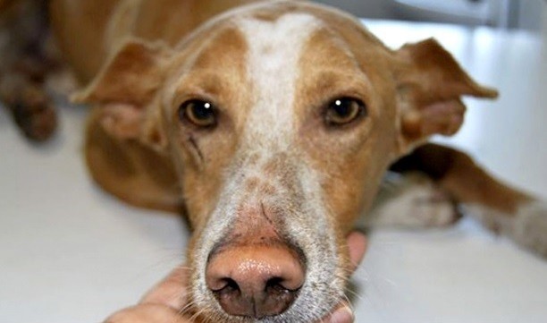 Estudio de laboratorio para saber cómo piensan los perros | Internacionales