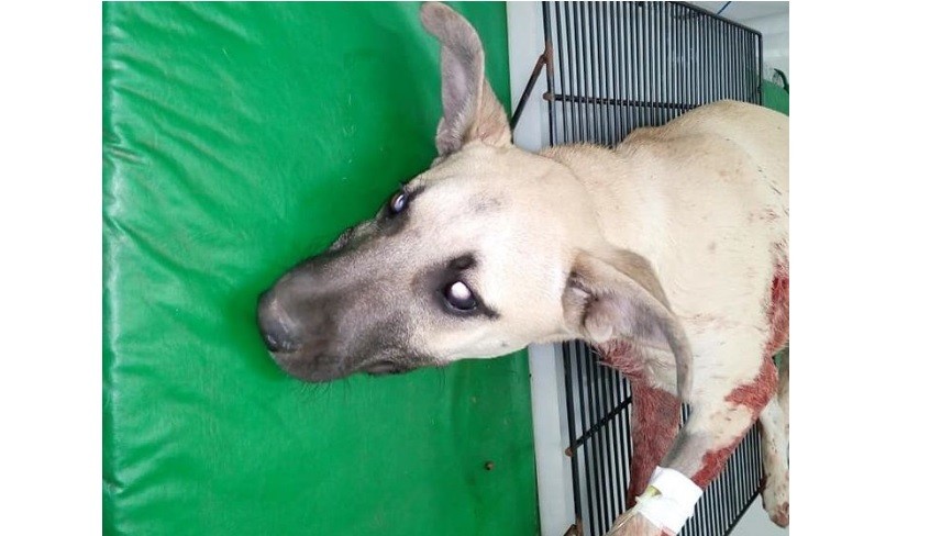 Pánico en un camping por un hombre que destripó a una perrita delante de sus dueños | Actualidad