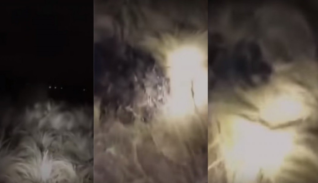 Manchas, pasto quemado y una extraña criatura: misterio en Villa María | Redes