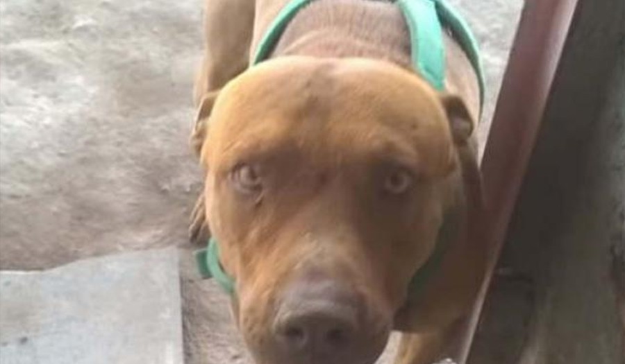 Un pitbull atacó a una beba de un año y seis meses y le perforó el cráneo | Actualidad
