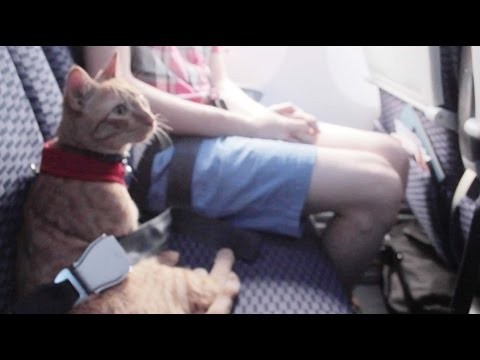 Pidió viajar con su gato de apoyo emocional y debió bajarse del vuelo una adolescente alérgica | Internacionales