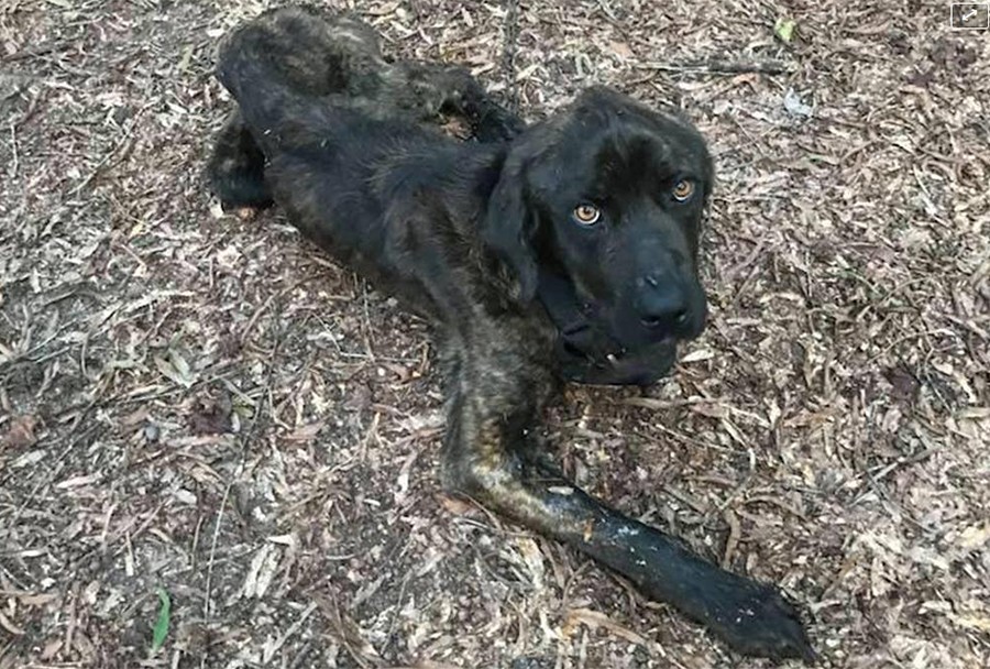 Su novio la dejó y como venganza trató de matar de hambre a su perro | Internacionales