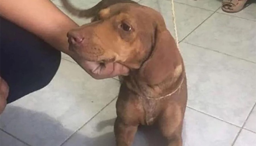 Piden justicia por Canela, una perrita que fue víctima de un abuso grupal | Internacionales