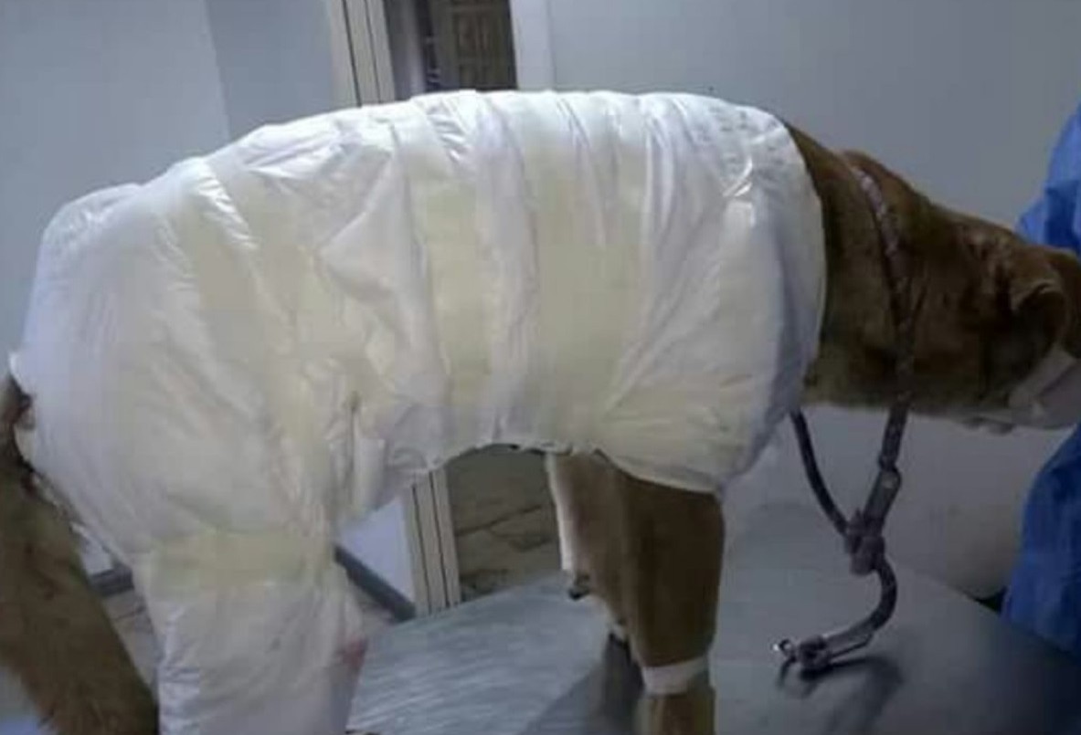 Crueldad animal: quemaron con aceite y agua hirviendo a un perro en Mendoza | Actualidad