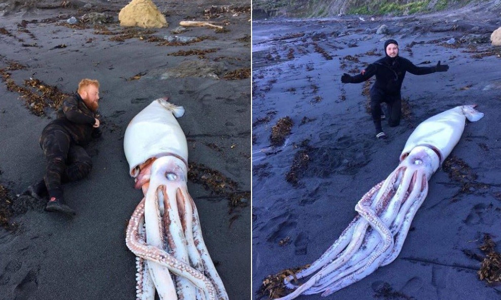 Pescadores encontraron al "Kraken" | Redes