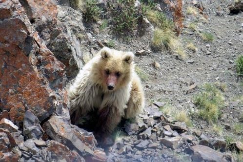 Por primera vez, le sacaron una foto a una bestia mitológica que se creía extinta | Curiosidades