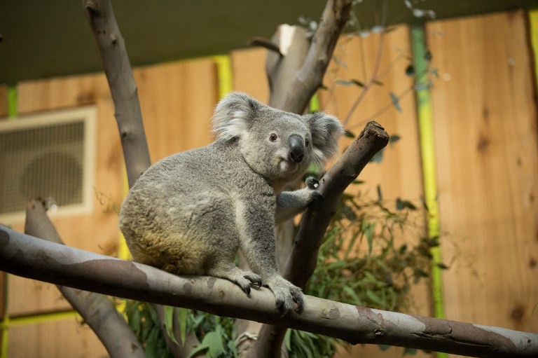 Un koala viaja a Escocia en un avión como un pasajero más | Curiosidades