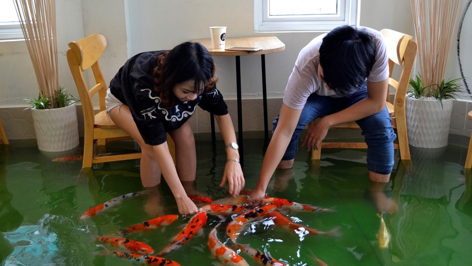Tomar café entre peces, con el agua por los tobillos | Curiosidades