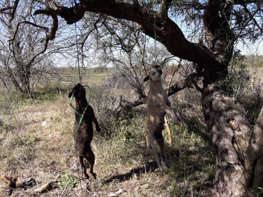 Brutal matanza de perros en Entre Ríos | Actualidad
