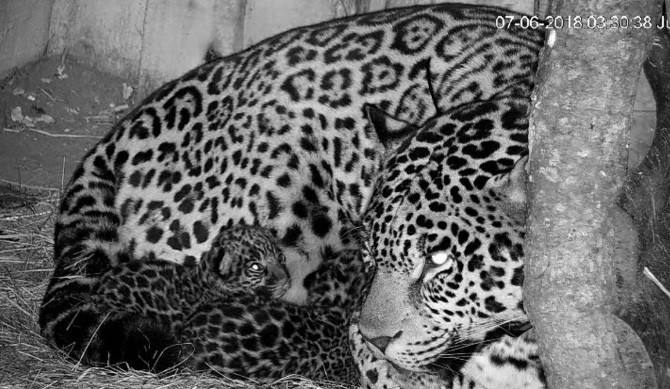 Después de 70 años nacieron dos cachorros de yaguareté en Iberá | Actualidad