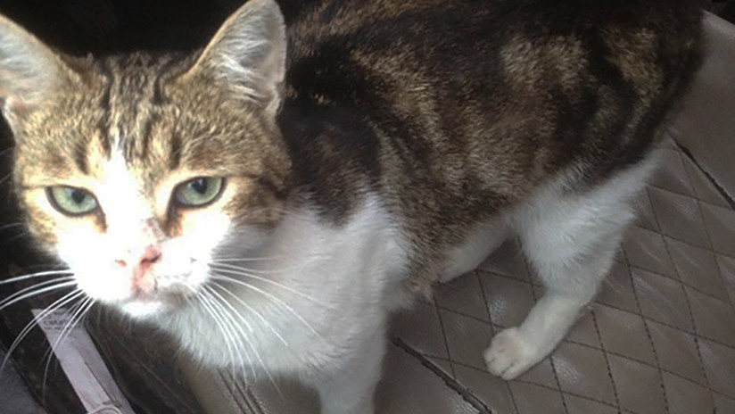 Un gato narco fue detenido por entrar drogas en una cárcel en Rusia | Redes