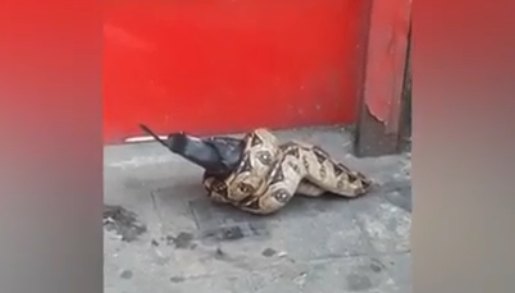 Impresionante video: una pitón devoró a una paloma en plena calle de Londres | Redes