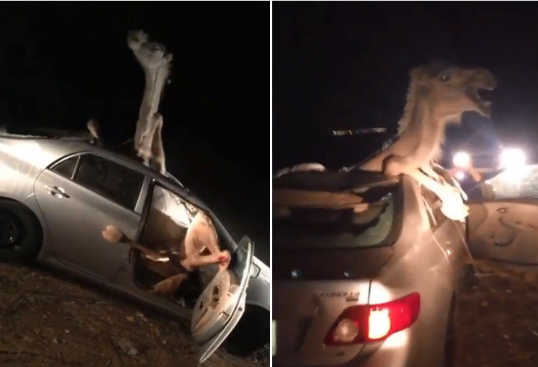 Video: camello quedó adentro de un auto tras ser atropellado | Redes