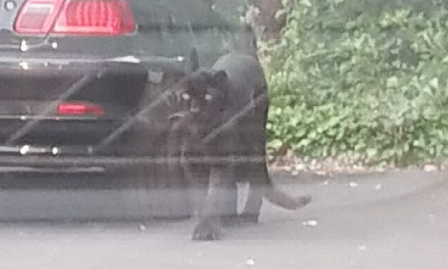 Video: una pantera en el estacionamiento | Redes
