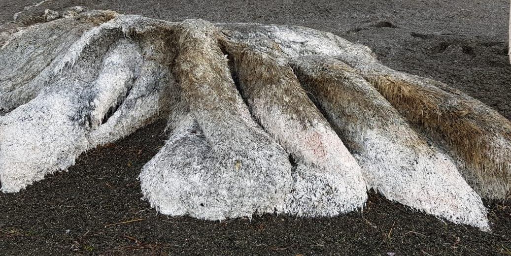 Impresionantes imágenes: un extraño "monstruo peludo" apareció en una península rusa | Redes