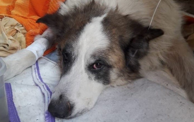 Murió de un infarto al enterarse del brutal ataque a palazos a su perro | Actualidad