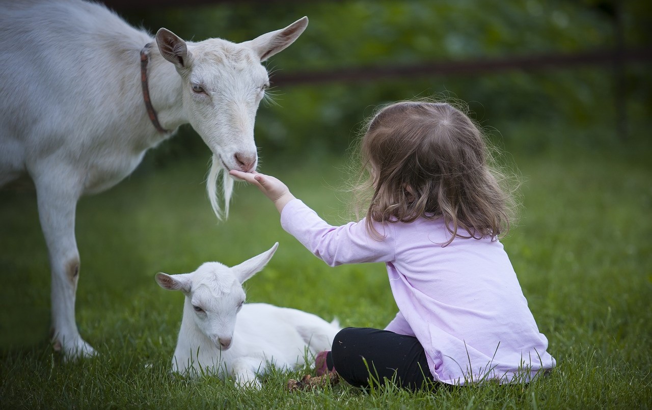 Estudio científico: las cabras reconocen a personas felices y prefieren estar con ellas | Curiosidades