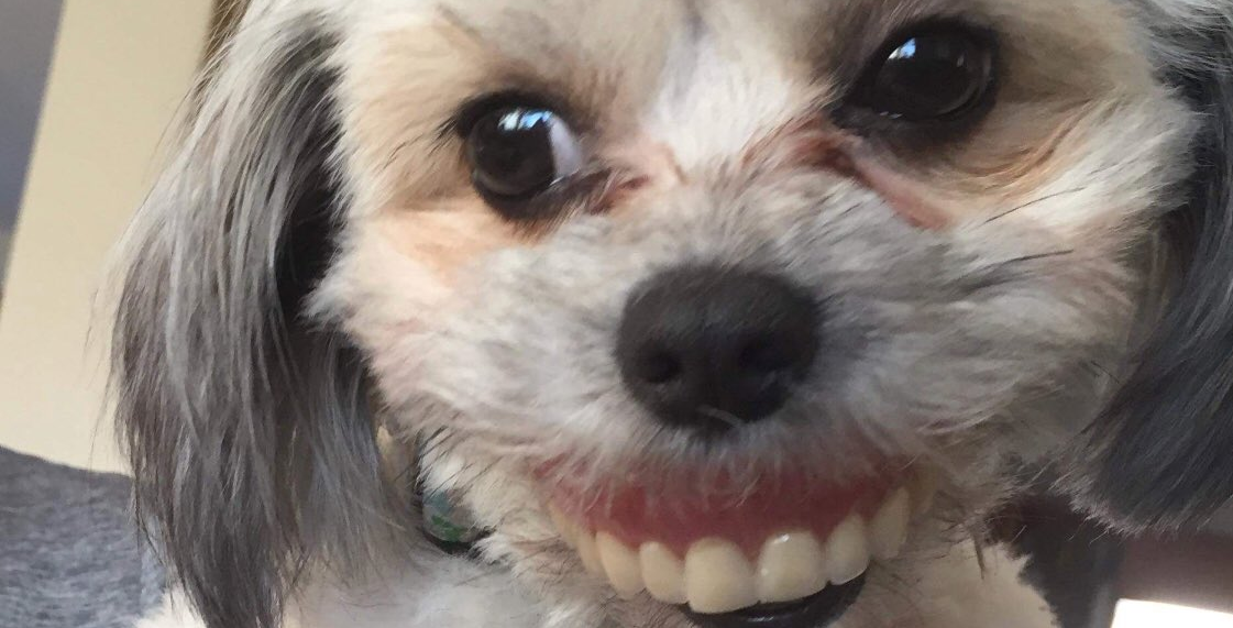 El mejor viral del mundo: su perra se robó una dentadura postiza y posó para las fotos | Redes