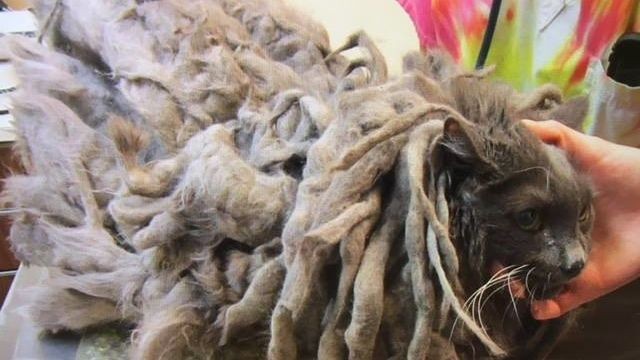 "Bob Marley", el gato furor en las redes: vivió durante meses atrapado bajo dos kilos de su propio pelo | Redes