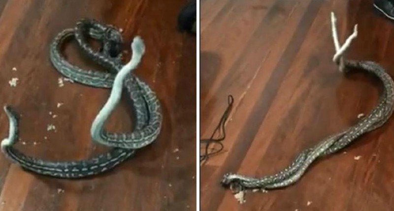 Video: dos pitones en plena pelea causaron terror al caer del techo de una habitación | Internacionales