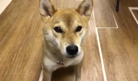 El perro que aprendió a hablar, dijo sus primeras palabras y conquistó a todos en las redes | Redes