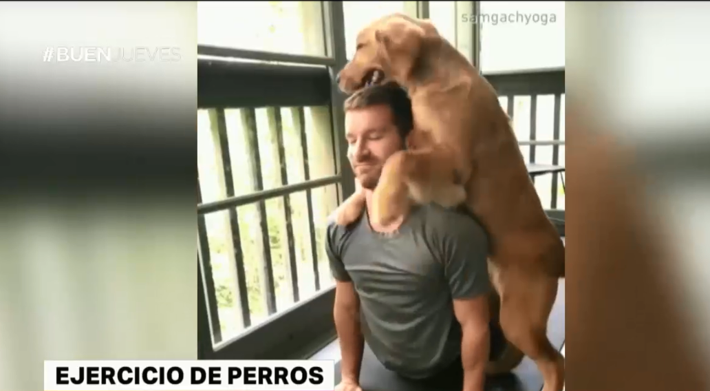Virales para morir de amor: perros que entrenan con sus dueños | Redes