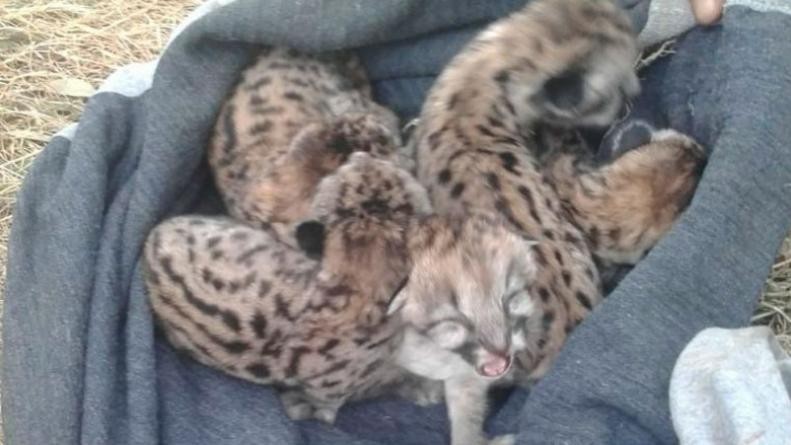 Un grupo de adolescentes mató a una mamá puma para quedarse con sus cachorritos | Actualidad