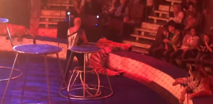 Fuerte video: una tigresa sufrió convulsiones en medio de un espectáculo de circo | Redes