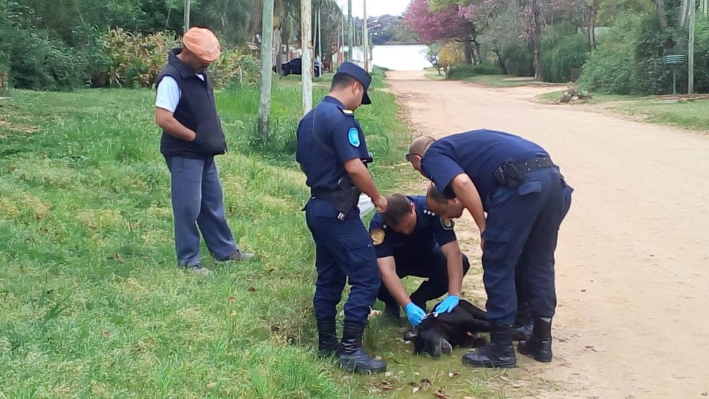 Indignación en Entre Ríos: mató a balazos al perro de su vecina porque había entrado al patio de su casa | Actualidad