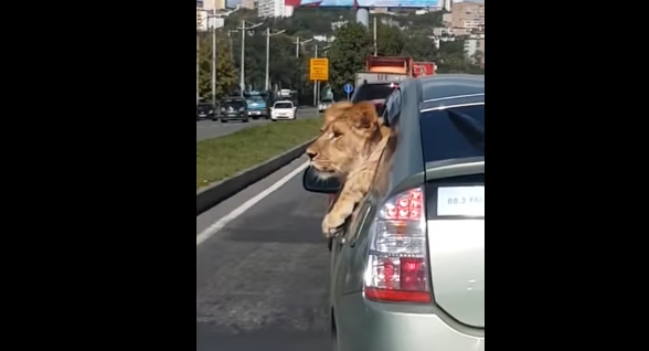 Tranqui: un león viaja asomado a la ventanilla del auto en pleno centro de una ciudad de Rusia | Redes