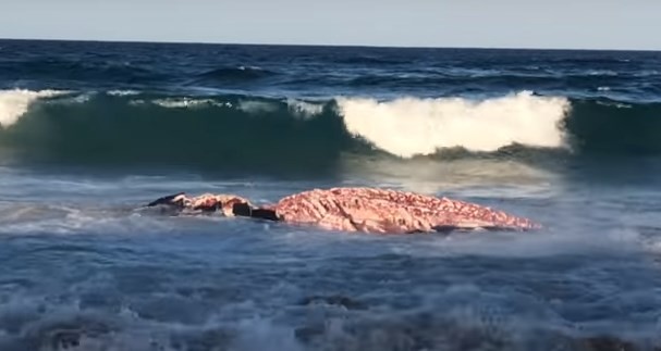 El enorme tiburón que llegó hasta la orilla del mar para devorarse a una ballena varada | Curiosidades