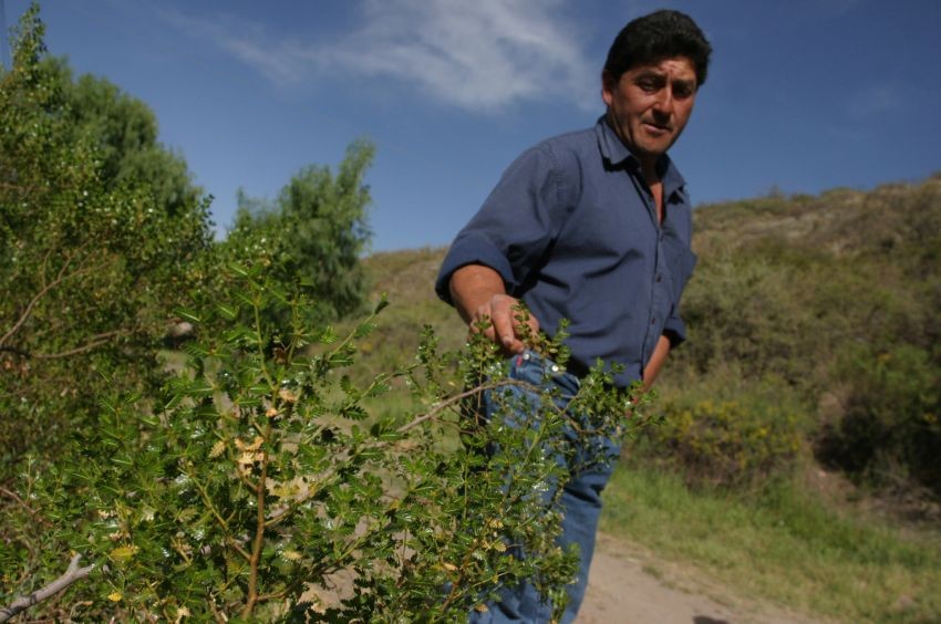 El arbusto argentino que es la esperanza en la lucha contra la calvicie | Actualidad
